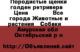 Породистые щенки голден ретривера › Цена ­ 25 000 - Все города Животные и растения » Собаки   . Амурская обл.,Октябрьский р-н